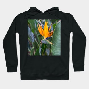 Bird of Paradise flower Hoodie